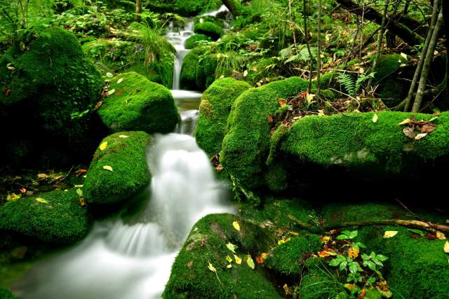 Le végétal stabilisé 100% naturel