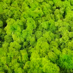 Logo végétal lichen vert citron