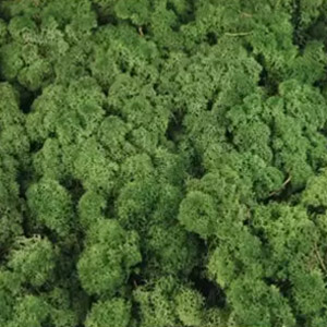 Logo végétal lichen vert nature